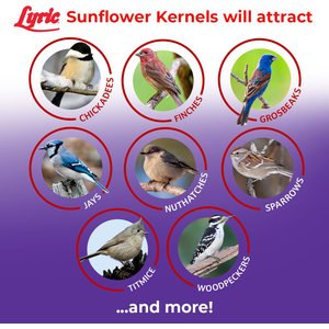 Lyric Sunflower Kernels Wild Bird Food, 5-lb bag