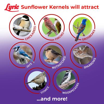 Show full view: Lyric Sunflower Kernels Wild Bird Food, 25-lb bag slide 5 of 10