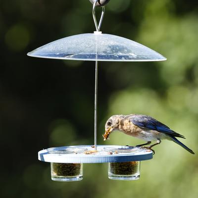 Show full view: EcoCycle Bluebird Bistro Recycled Plastic Decorative Wild Bird Feeder, Blue, 0.55-cup slide 7 of 8