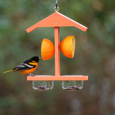 Show full view: EcoCycle Citrus Sampler Recycled Plastic Nectar Orange & Jelly Oriole Wild Bird Feeder, 1.75-cup slide 8 of 8