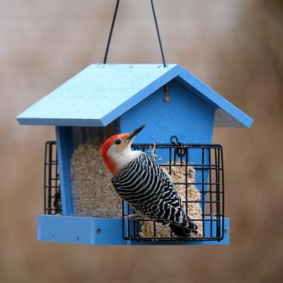 Show full view: EcoCycle Hopper Hangout Recycled Plastic Wild Bird Feeder with Suet, Blue, 4.2-lb slide 8 of 8