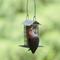 Show in main carousel: Natures Way Bird Products Decorative Suet Cage Wild Bird Feeder, Black, 1 cake slide 8 of 8