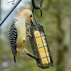 Natures Way Bird Products Suet Cage Wild Bird Feeder, Black, 1 cake slide 2 of 8