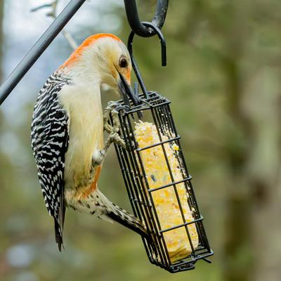 Show full view: Natures Way Bird Products Suet Cage Wild Bird Feeder, Black, 1 cake slide 7 of 8