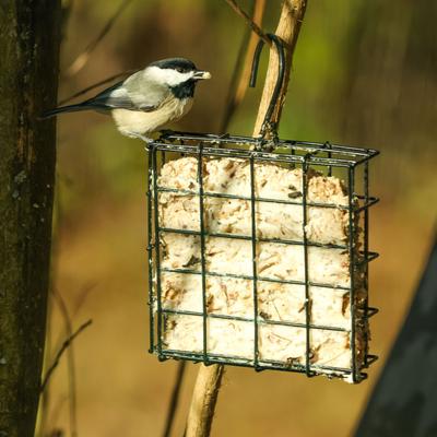Show full view: Natures Way Bird Products Suet Cage Wild Bird Feeder, Black, 1 cake slide 8 of 8