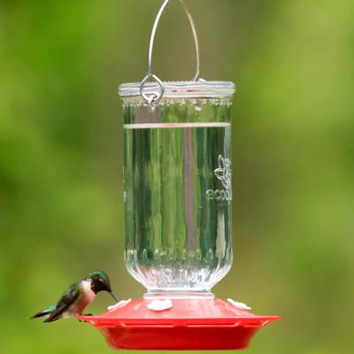 Show full view: EcoCycle Ruby Roost Recycled Glass Nectar Hummingbird Feeder, Red, 17-oz slide 8 of 8
