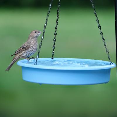 Show full view: EcoCycle Combo Cafe 2-in-1 Recycled Plastic House Hopper Wild Bird Feeder & Bath, Blue, 2-lb slide 8 of 8