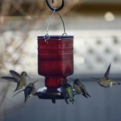 Show full view: Natures Way Bird Products Antique Crimson Carnation Nectar Hummingbird Gravity Feeder, Red, 22-oz slide 8 of 8