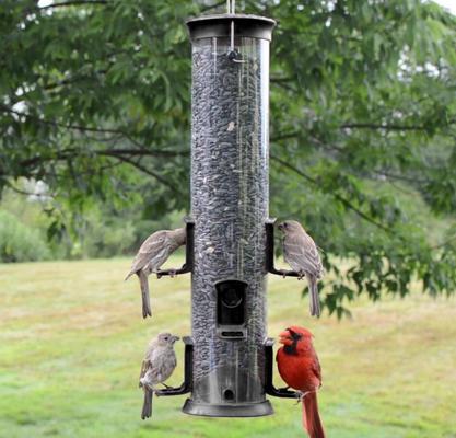 Show full view: Natures Way Bird Products Plastic Tube Wild Bird Feeder, Black, Large: 2.1 quart, 3-lb slide 7 of 8