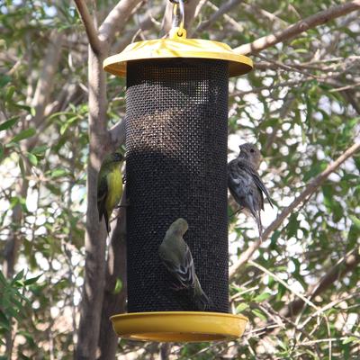 Show full view: Natures Way Bird Products Sunglow Metal Mesh Cage Thistle Wild Bird Feeder, Yellow, 2 quart, 3-lb slide 8 of 8