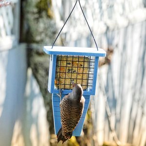 EcoCycle Suet Station Recycled Plastic Tail-Prop Wild Bird Feeder, Blue, 1 cake
