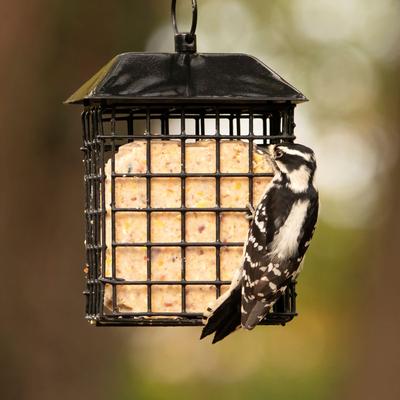 Show full view: Natures Way Bird Products Suet Cage Wild Bird Feeder with Roof, Black, 2 cake slide 7 of 8