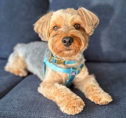 Hamilton Eco Venture Recycled Ombre Step In Padded Dog Harness, Sage, Small: 12 to 20-in chest slide 2 of 6