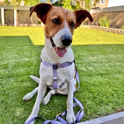 Show full view: Hamilton Eco Venture Recycled Ombre Step In Padded Dog Harness, Raspberry, Small: 12 to 20-in chest slide 6 of 6