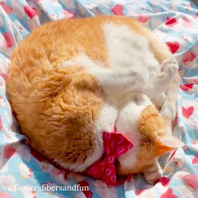 Show full view: Made By Cleo Pucker Up Cat Bow Tie slide 4 of 4