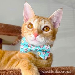 Made By Cleo Conversation Hearts Cat Collar, Mint, 8 to 13-in neck, 1/2-in wide slide 2 of 6