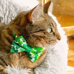 Made By Cleo Shamrock Spirit Cat Collar, 8 to 13-in neck, 1/2-in wide slide 2 of 6