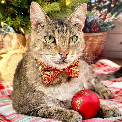 Show full view: Made By Cleo Royal Ruby Cat Collar, 8 to 13-in neck, 1/2-in wide slide 3 of 5