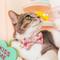 Show in main carousel: Made By Cleo Conversation Hearts Cat Bow Tie, Pink slide 3 of 5