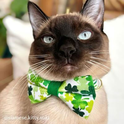 Show full view: Made By Cleo Shamrock Spirit Cat Collar, 8 to 13-in neck, 1/2-in wide slide 7 of 7