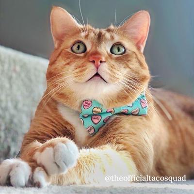 Show full view: Made By Cleo Conversation Hearts Cat Bow Tie, Mint slide 2 of 5