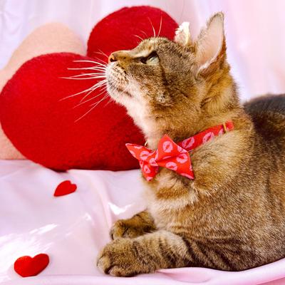 Show full view: Made By Cleo Pucker Up Cat Collar, 8 to 13-in neck, 1/2-in wide slide 4 of 5