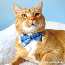 Made By Cleo Blue Spruce Cat Bow Tie slide 2 of 6