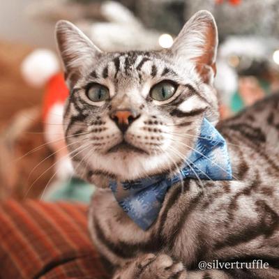 Show full view: Made By Cleo Blue Spruce Cat Collar, 8 to 13-in neck, 1/2-in wide slide 7 of 7