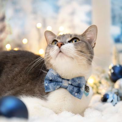 Show full view: Made By Cleo Blue Spruce Cat Collar, 8 to 13-in neck, 1/2-in wide slide 3 of 7