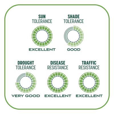 Show full view: Pennington Smart Patch Tall Fescue Mix Dog Lawn-Treatment & Grass Saver, 5-lb jug slide 9 of 11