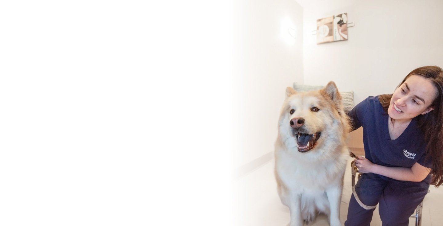 A veterinary professional playing with a dog