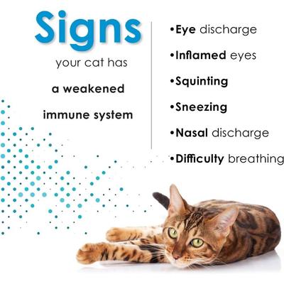 Show full view: Felisyl PLUS L-Lysine Feline Immunity Liquid Concentrate Chicken Flavor Supplement for Cats, 2-fl oz bottle slide 4 of 10