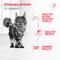 Show in main carousel: Royal Canin Veterinary Diet Glycoadvanced Adult Loaf in Sauce Wet Cat Food, 5.1-oz can, pack of 6 slide 6 of 10