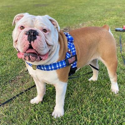 Show full view: BullHug Adjustable No Choke Dog Harness, Blue Plaid, Large: 29 to 33-in chest slide 4 of 10