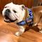 Show in main carousel: BullHug Adjustable No Choke Dog Harness, Blue Plaid, Large: 29 to 33-in chest slide 5 of 10