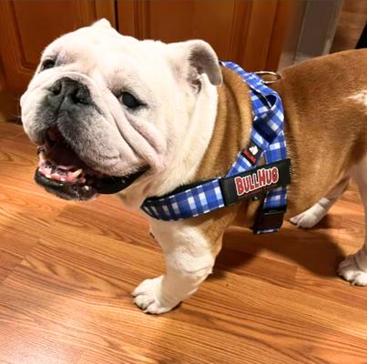 Show full view: BullHug Adjustable No Choke Dog Harness, Blue Plaid, Large: 29 to 33-in chest slide 5 of 10