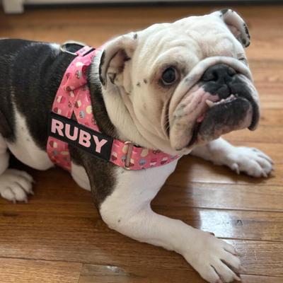Show full view: BullHug Adjustable No Choke Dog Harness, Cupcakes, Small: 19 to 24-in chest slide 4 of 10