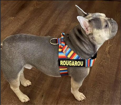 Show full view: BullHug Adjustable No Choke Dog Harness, Fiesta, Large: 29 to 33-in chest slide 4 of 10