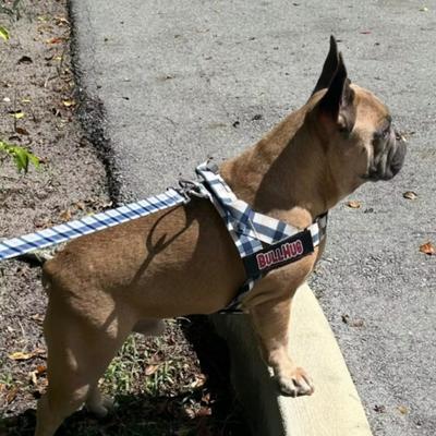 Show full view: BullHug Adjustable No Choke Dog Harness, Tan Plaid, X-Large: 32 to 36-in chest slide 4 of 10