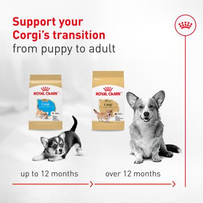 Show full view: Royal Canin Breed Health Nutrition Corgi Adult Dry Dog Food, 7-lb bag slide 8 of 10