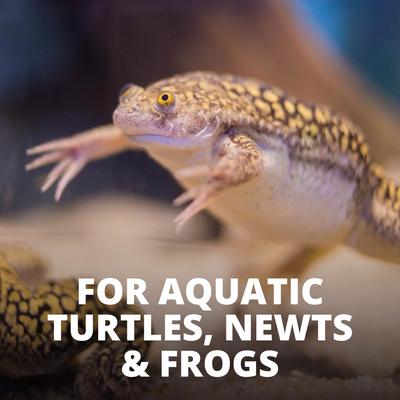 Show full view: Tetrafauna ReptoTreat Gammarus Turtle, Newt & Frog Treats, .35-oz jar slide 7 of 10