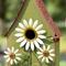 Show in main carousel: Glitzhome Metal Daisy Decorative Garden Birdhouse with Stake slide 6 of 9