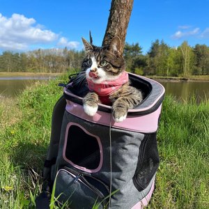 Petsfit Easy-Fit Airline Approved Backpack Dog & Cat Carrier, 13.5 x 12.5 x 17.5-in, Pink