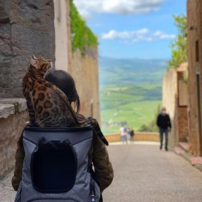 Show full view: Petsfit Easy-Fit Airline Approved Backpack Dog & Cat Carrier, 13.5 x 12.5 x 17.5-in, Gray slide 9 of 11