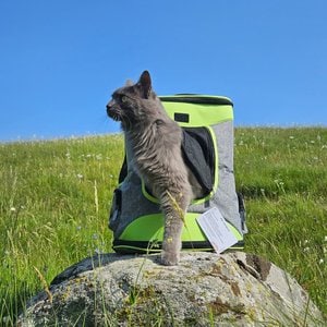 Petsfit Easy-Fit Airline Approved Backpack Dog & Cat Carrier, 13.5 x 12.5 x 17.5-in, Green