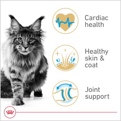 Show full view: Royal Canin Maine Coon Adult Dry Cat Food, 6-lb bag slide 3 of 13
