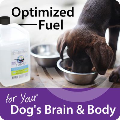 Show full view: LifeSense Pet KetoMCT Oil Liquid Supplement for Dogs, 32-fl oz bottle slide 6 of 12