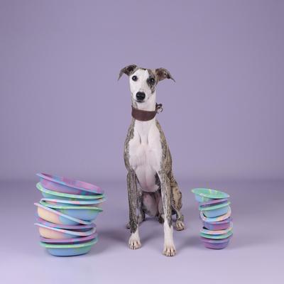 Show full view: CHEWFFON Silicone Slow Feeder Non-Slip Enrichment Dog Lick Bowl, Rainbow, Small slide 6 of 8