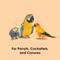 Show in main carousel: Kaytee Healthy Toppings Natural Papaya Pet Bird Treat, 2.5-oz bag slide 3 of 9