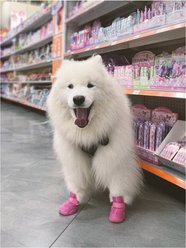 RIFRUF Caesar 1 Dog Boot, 2 count, Raspberry, size 0 slide 2 of 4